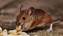 24 Hour & Emergency Exterminators in Durant, OK